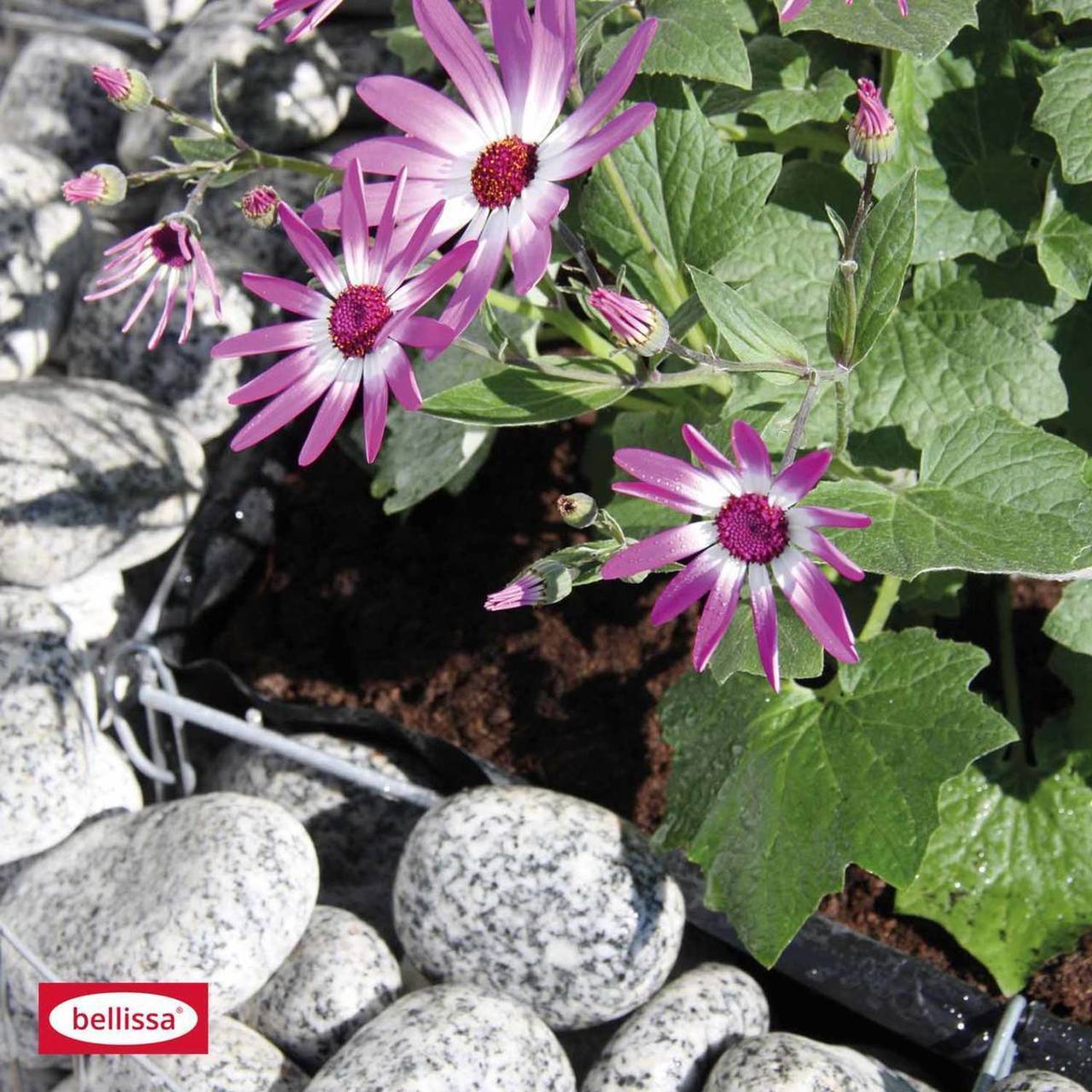 Belissa Hochbeet "Basic" - 4-Eck - Ø 113 cm - Höhe: 40 cm - inkl. Trennfolie