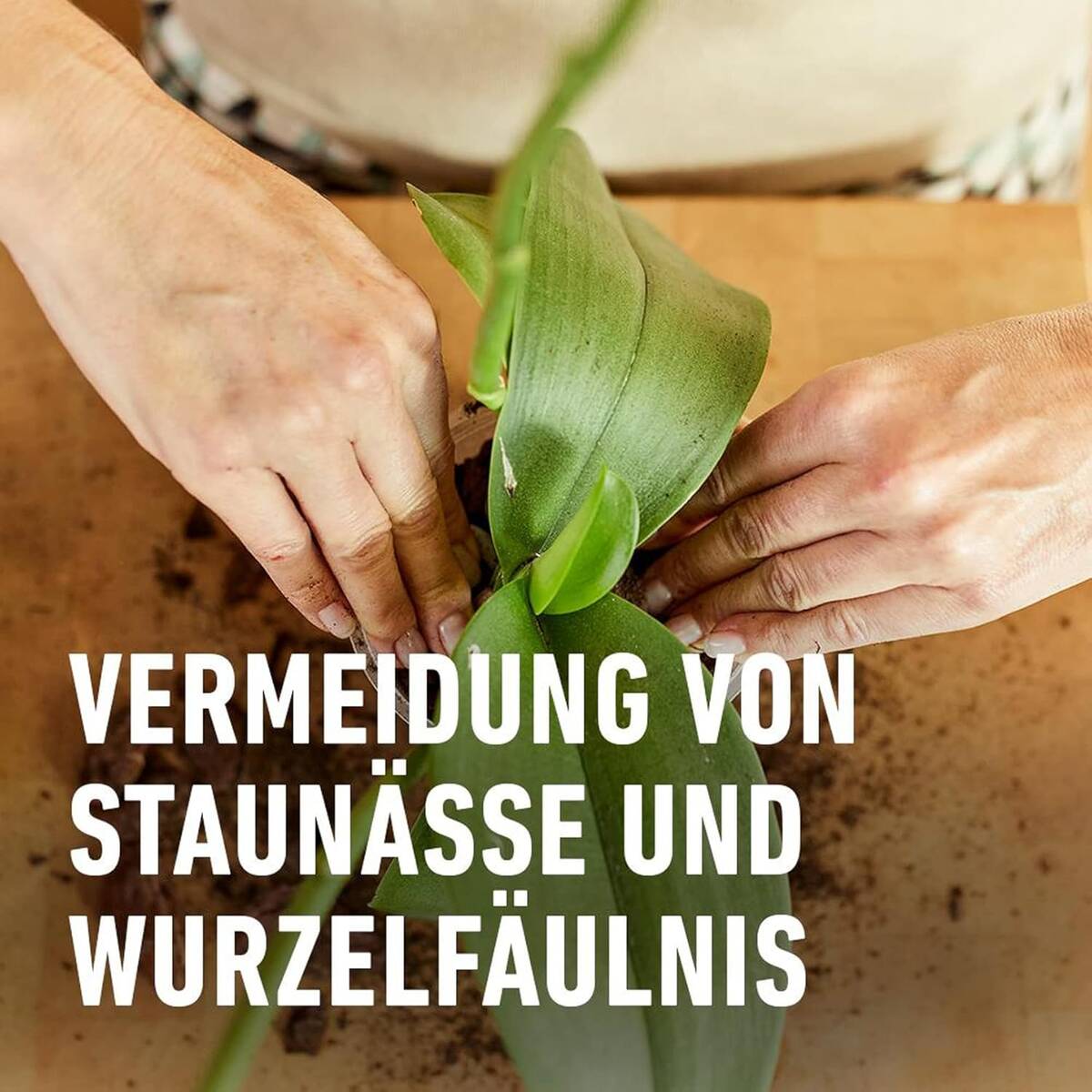 Compo Sana » Orchideenerde « 10 L, exklusive Rezeptur, luftig locker