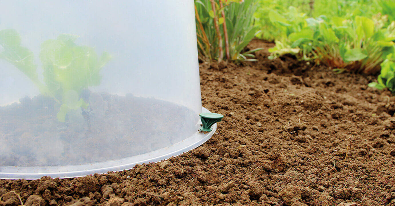 Garantia Pflanzglocke » Sunny « Schnelles Wachstum, frühe Ernte